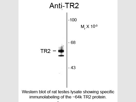 Anti-Testicular Receptor 2 (TR2)