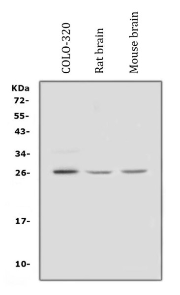 Anti-FGF9