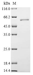 Vacuolar protein sorting-associated protein 4A (VPS4A), human, recombinant
