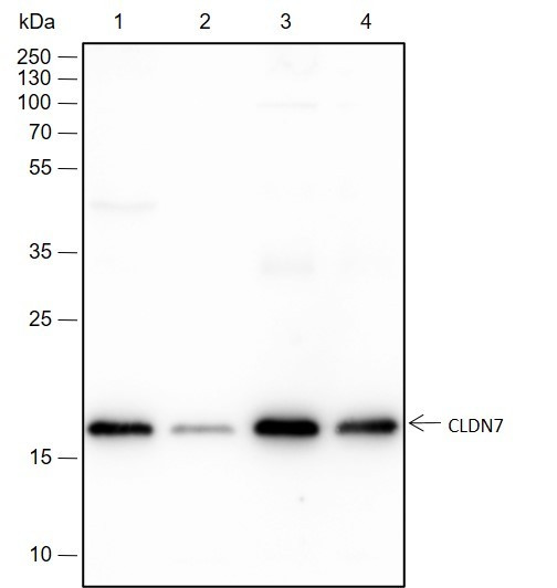 Anti-Recombinant Claudin-7, clone A188
