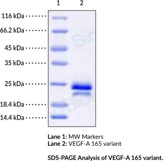VEGF-A 165 variant (human, recombinant)