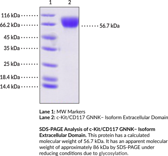 c-Kit/CD117 GNNK- Isoform Extracellular Domain (human, recombinant)