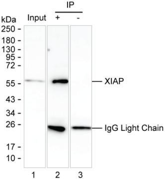 Anti-XIAP