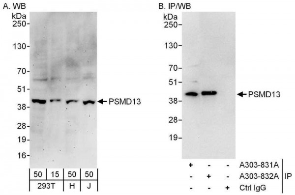 Anti-PSMD13