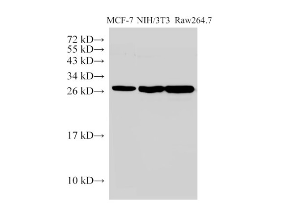 Anti-Galectin 3