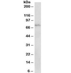 Anti-CD19