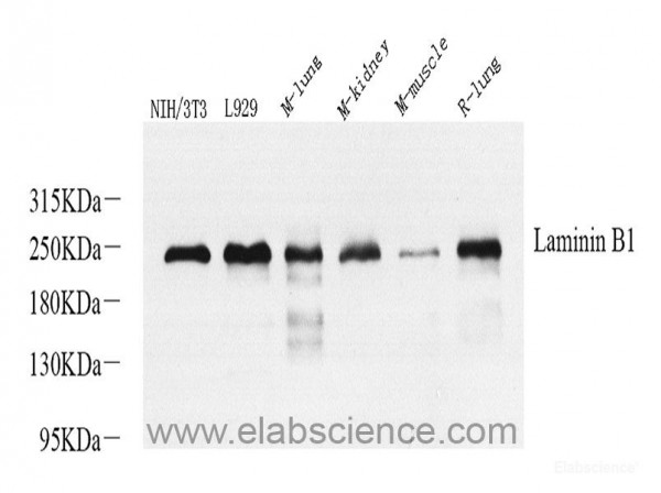 Anti-Laminin beta1