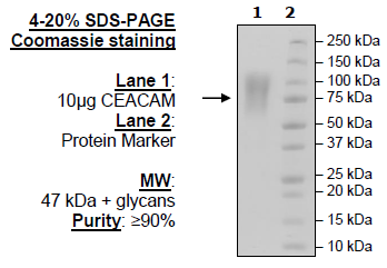 CEACAM, Avi-His-Tag, Biotin Labeled