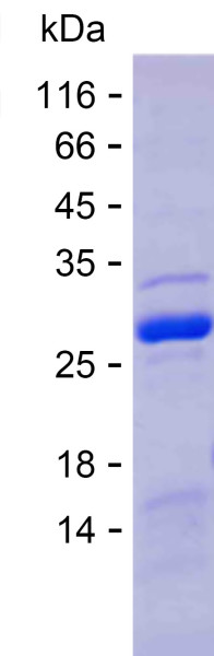 HSPA8 (human), recombinant protein