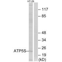 Anti-ATP5S