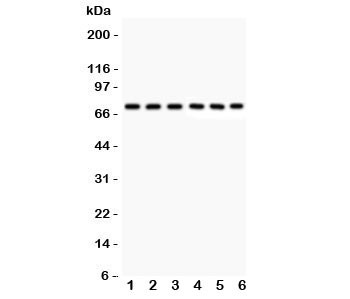 Anti-Kininogen 1