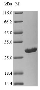 Nucleoprotein (N), Bunyavirus La Crosse, recombinant