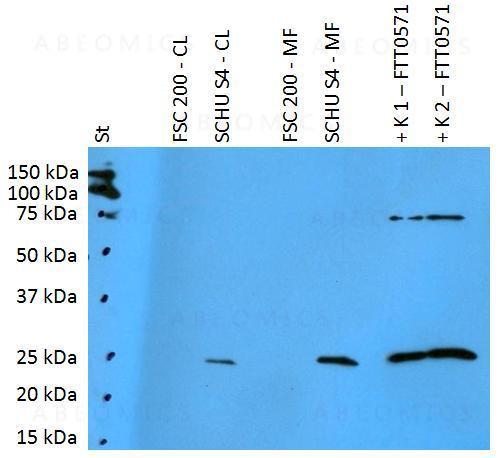 Anti-Francisella tularensis ssp. tularensis antigen FTT0571 Polyclonal Antibody