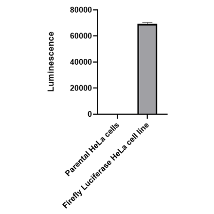 Firefly Luciferase HeLa Cell Line