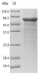 Chitinase-3-like protein 1 (CHI3L1), human, recombinant