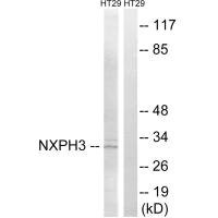 Anti-NXPH3