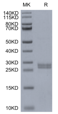 Hepcidin/HAMP, GST, Mouse