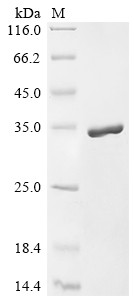 Apolipoprotein A-I (Apoa1), mouse, recombinant