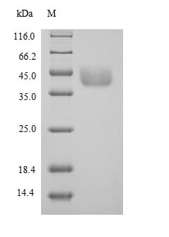 Serine--pyruvate aminotransferase, mitochondrial (Agxt), mouse, recombinant