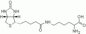 Biocytin