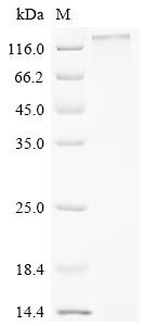 Seizure 6-like protein (SEZ6L), partial, recombinant human