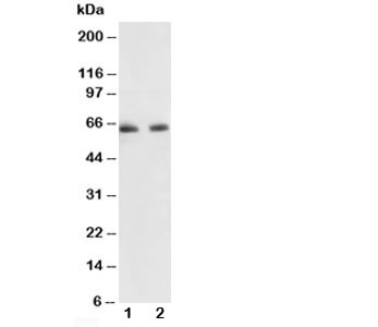 Anti-p65 NF-kB