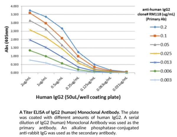 Anti-IgG2 (human) Rabbit Monoclonal Antibody (Clone RM118)