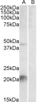 Anti-Klk6 / neurosin, C-terminal