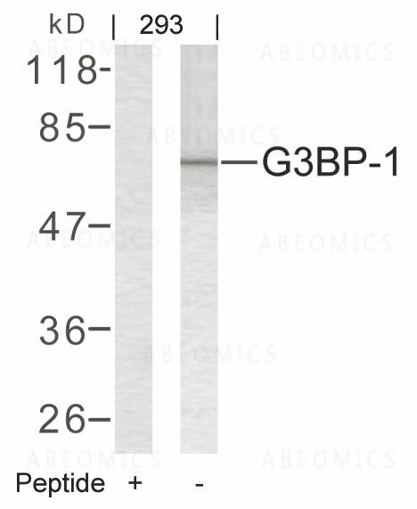 Anti-G3BP-1 (Ab-232)