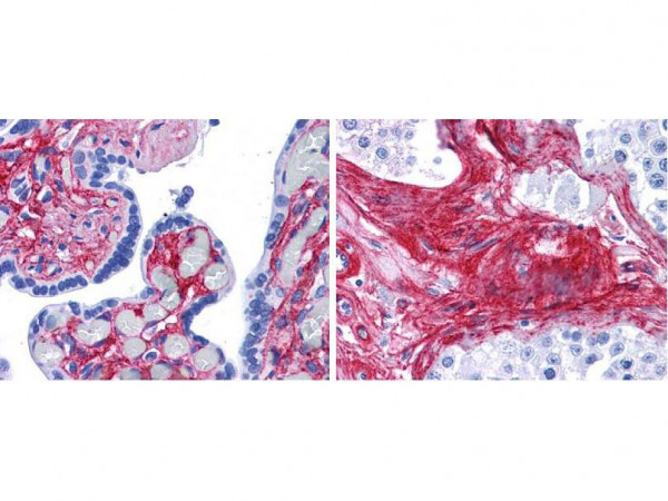 Anti-Collagen Type VI, Biotin conjugated