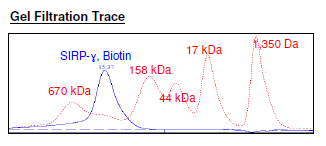 SIRP-gamma (CD172g), Fc fusion, Biotin-labeled