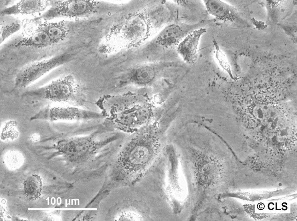 S-117 Cells