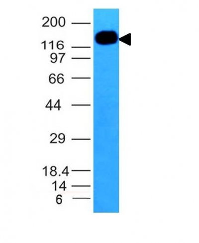 Anti-CD50 (ICAM-3)(101-1D2), CF568 conjugate, 0.1mg/mL
