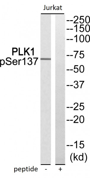 Anti-phospho-PLK1 (Ser137)
