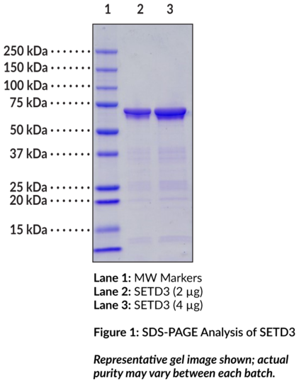 SETD3 (human, recombinant)