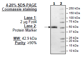 Frizzled-4, Fc Fusion, Human Recombinant Protein
