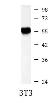 Anti-ALDH2, clone 8D4-D6-D11