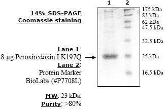 Peroxiredoxin I (K197Q)