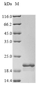 Serum amyloid A protein (SAA1), bovine, recombinant