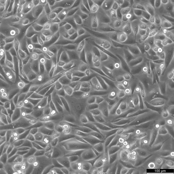 PC-3 Cells