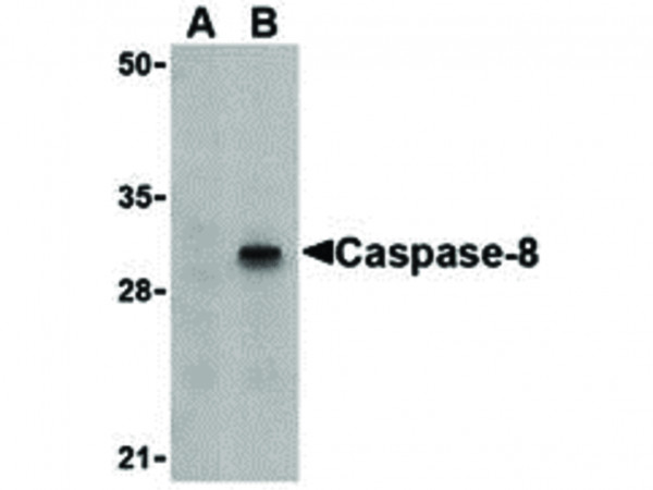 Anti-Caspase-8