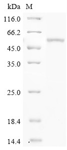 Phenylalanine-4-hydroxylase (Pah), mouse, recombinant