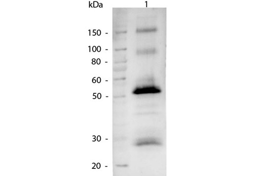 Anti-Human IgG (H&amp;L) [Goat] Alkaline Phosphatase conjugated