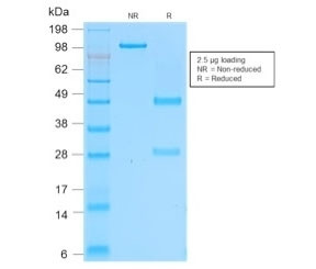 Anti-CD162 / P selectin glycoprotein ligand 1 / PSGL-1, clone rPSGL1/1601