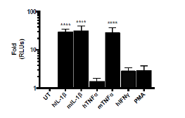 NF-kappaB Reporter (Luc) - CHO-K1 Cell Line