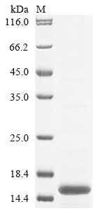 Phospholipase A-2-activating protein (Plaa), partial, mouse, recombinant