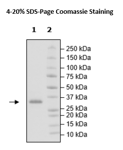 Jak2 (V617F, W659A, W777A, F794H), His-Avi-Tag, Biotin-Labeled