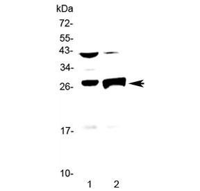 Anti-Granzyme B