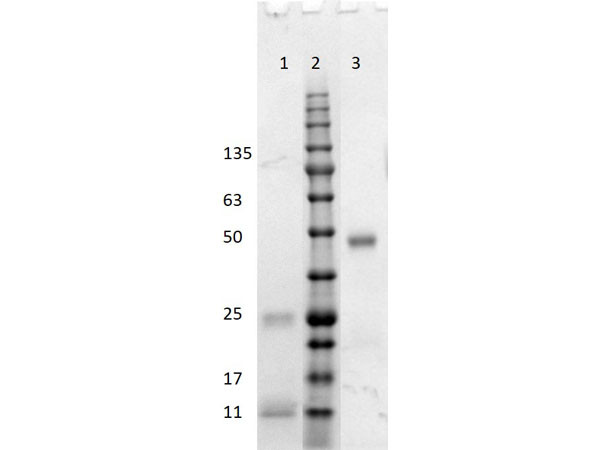 Anti-Human IgG (H&amp;L) [Goat] Fab fragment