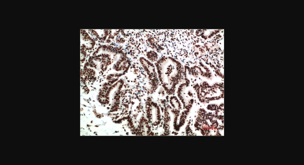 Anti-COX-2 (2G1), monoclonal
